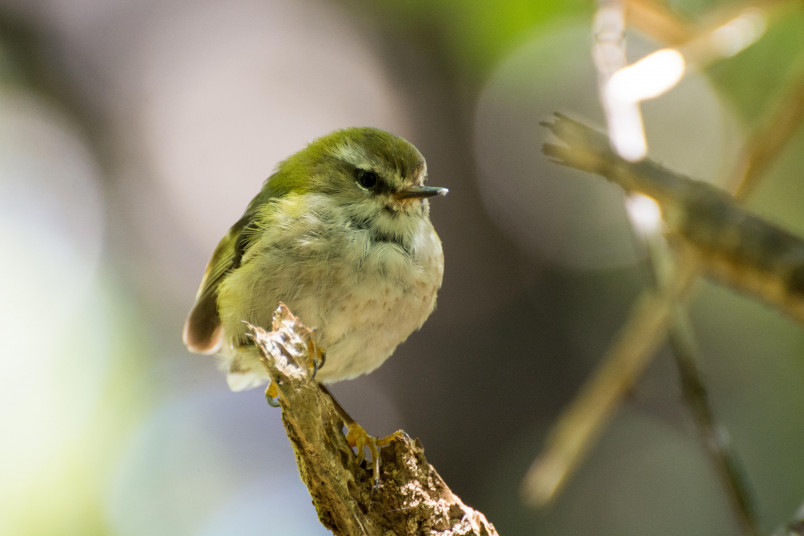 Rifleman (Titipounamu) on Codfish Island (Whenua Hou)