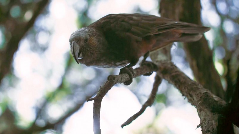 A kākā peeks town from treetops