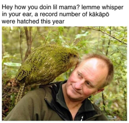 kākāpō nibble on ranger ear with caption