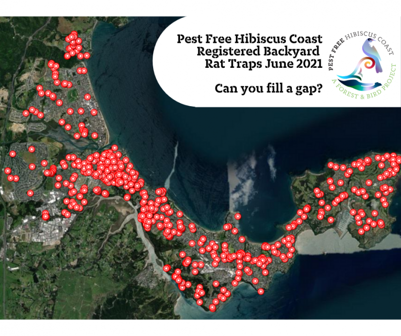Map of Pest free Hibiscus Coast Registered Backyard Rat Traps - June 2021