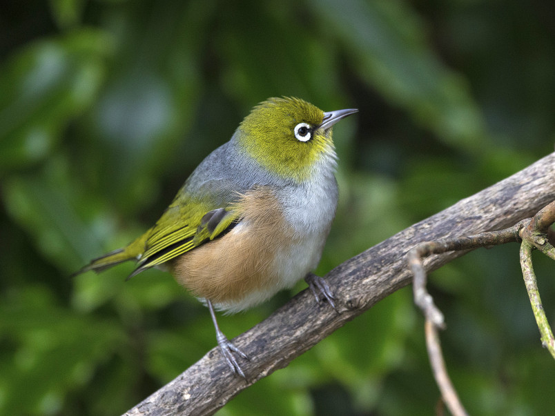 green bird with silver ring around the eye