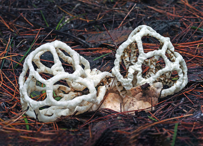 white orb of fungus on the forest floor