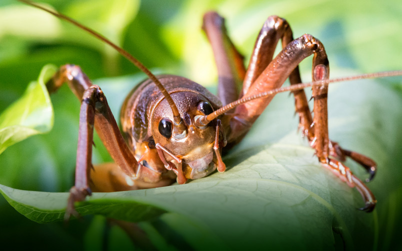 giant wētā close up