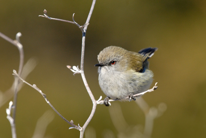 tiny song bird perched on a twig