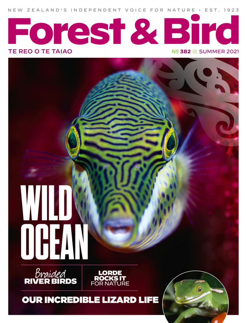 Summer 2021 magazine issue cover page with a clown toado (sharp-nosed puffer fish)