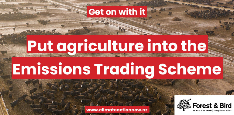 a muddy feedlot filled with cows and the text "put agriculture into the Emissions Trading Scheme"