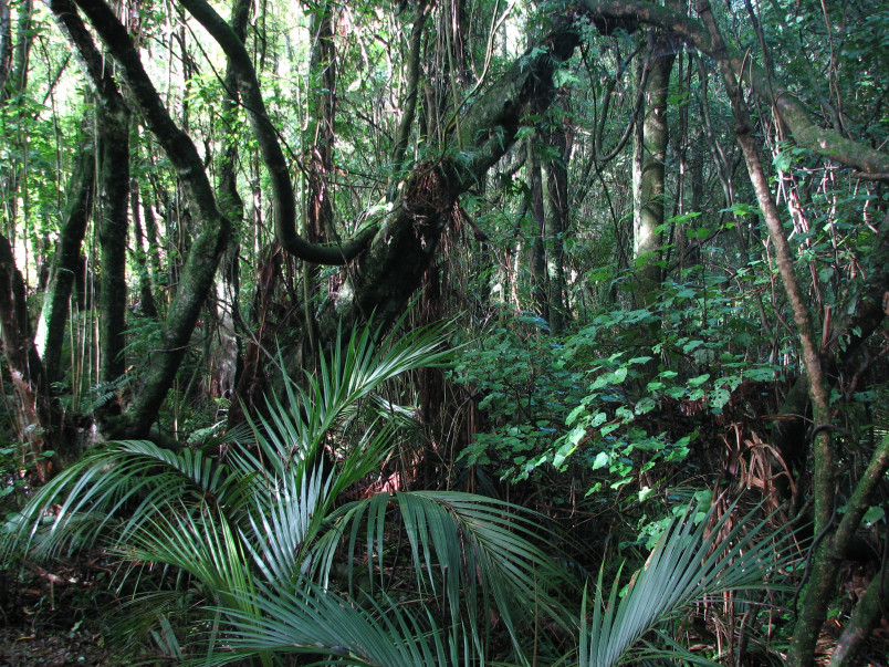 Forest understorey nikau