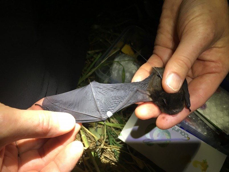 Pekepeka long-tailed bats may need to be moved to cooler areas if New Zealand’s winters keep on warming.