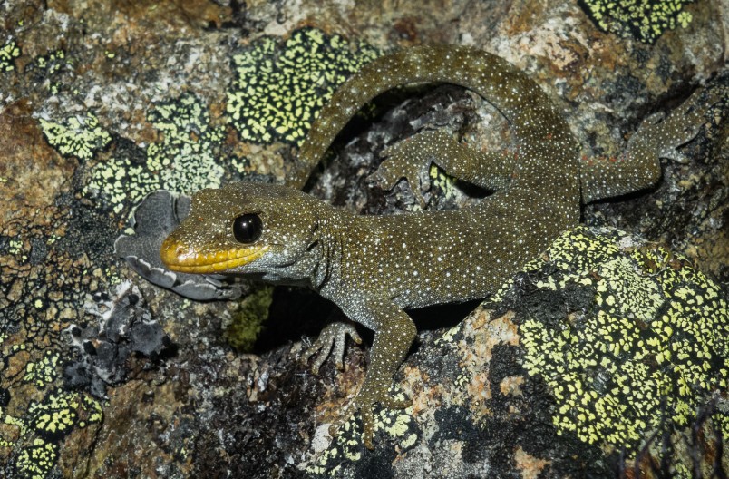 Black-eyed gecko. Credit Carey Knox