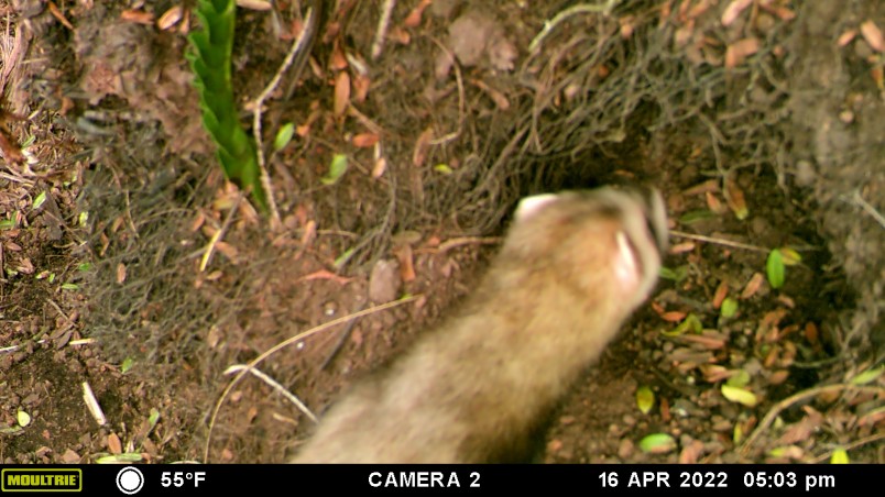 Trail cam image of ferret entering burrow