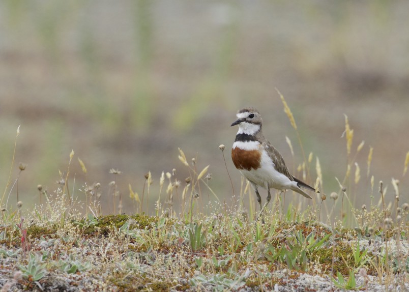 Tūturiwhatu banded South Island dotterel.  Credit Greg Smith