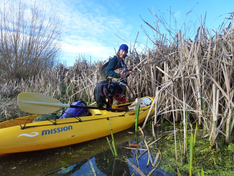 Dr Emma Williams with a bittern and conservation dog Kimi. Credit Colin O’Donnell