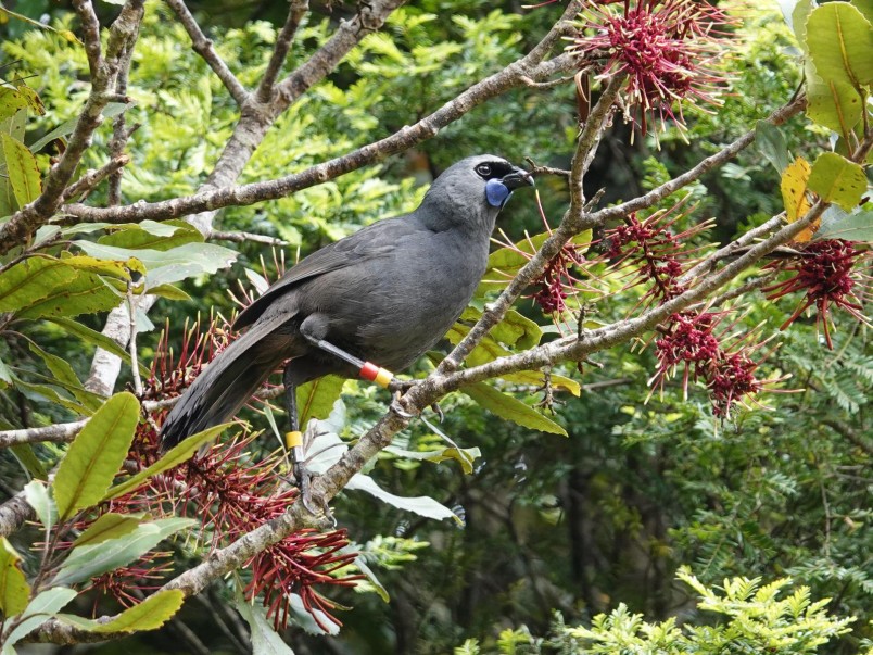 Kōkako in Ark in the Park in 2019. Credit Jacqui Geux