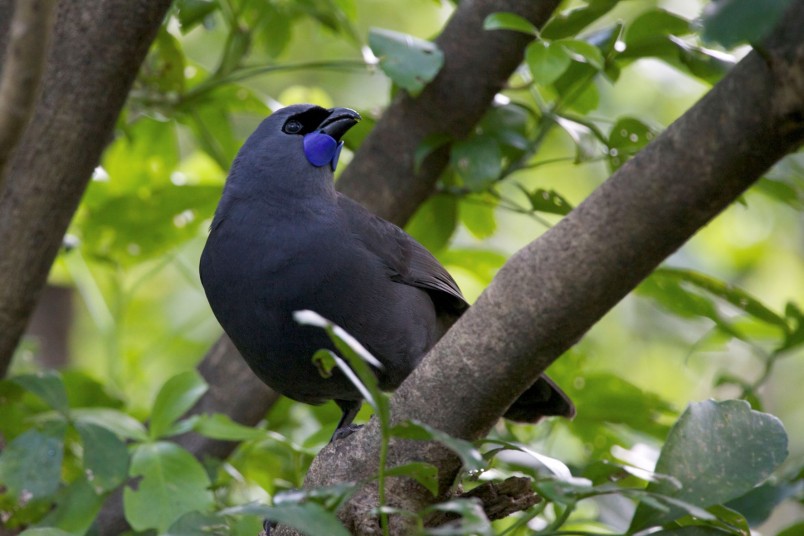 Kōkako in Ark in the Park in 2020. Credit Luc Hoogenstein