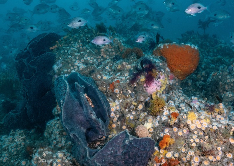 Large grey sponges, Ecionemia alata, surrounded by hundreds of butterfly perches. Credit Valerio Micaroni