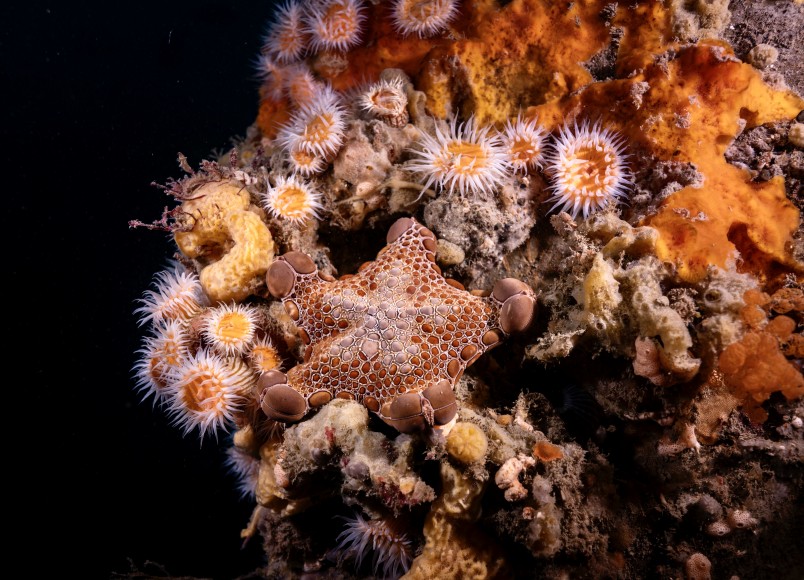 The biscuit star Pentagonaster pulchellus. Credit Valerio Micaroni