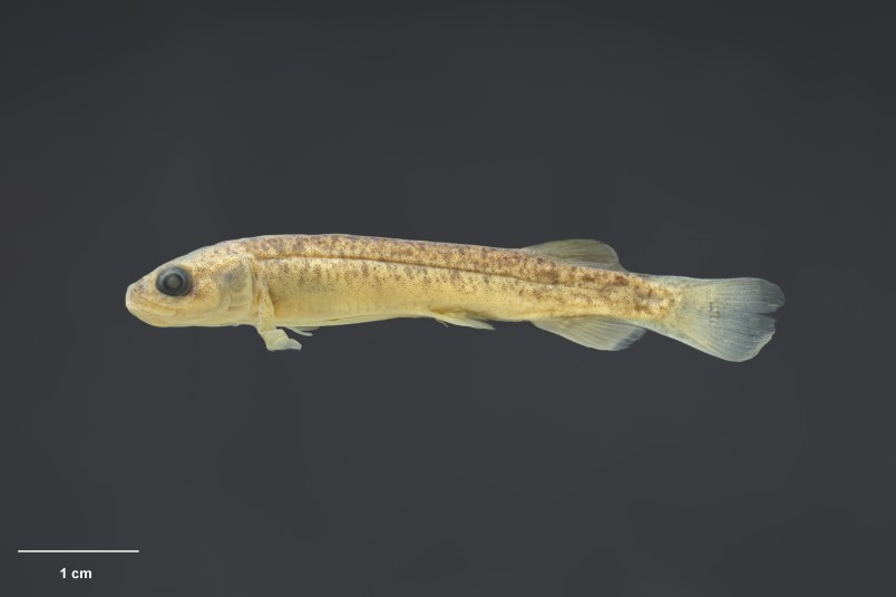 Fiordland students discovered a new population of Gollum galaxias using eDNA. Image Te Papa