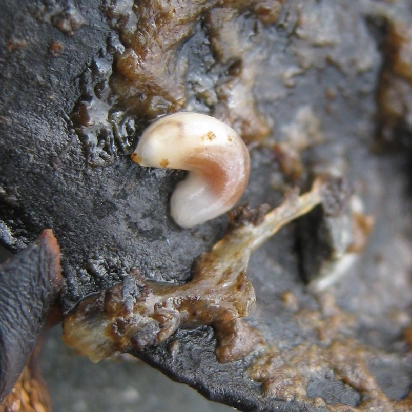 The Smeagol slug. Image Wildwind/iNaturalist