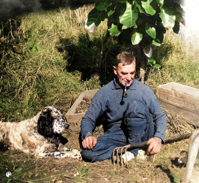 Forest & Bird founder Captain Val Sanderson planting trees, Kāpiti Island. Image John Barrett collection