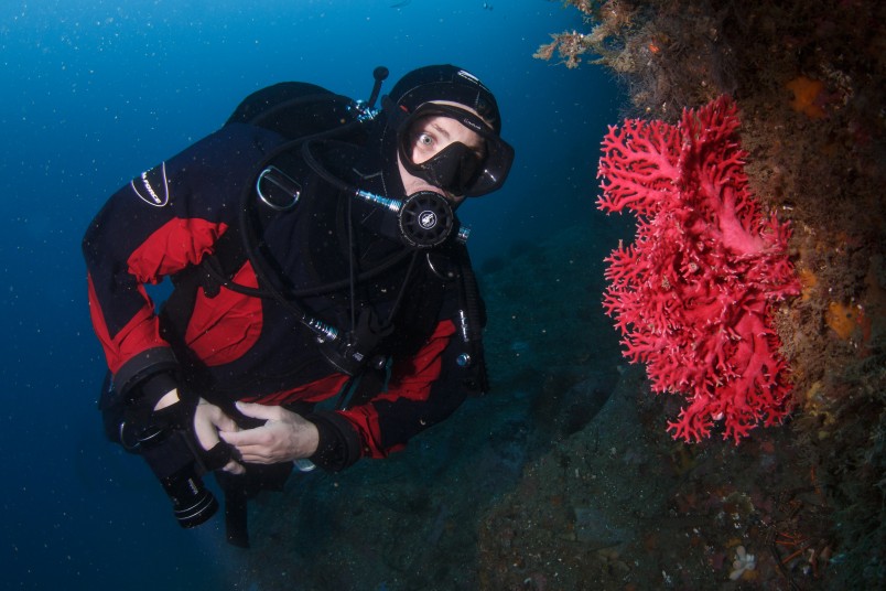 Red coral in Piopiotahi Milford Sound Marine Reserve. Image Grant Thomas, Descend Diving