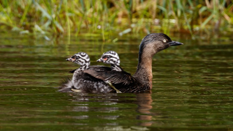 Weweia dabchicks. Image Roger Smith