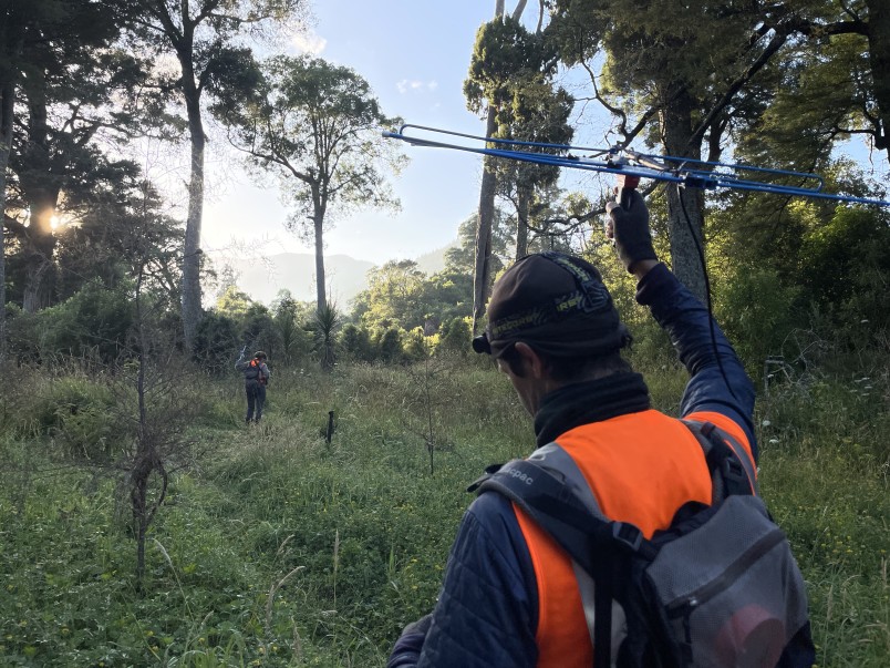 Monitoring for long-tailed bats. Image Connor Wallace