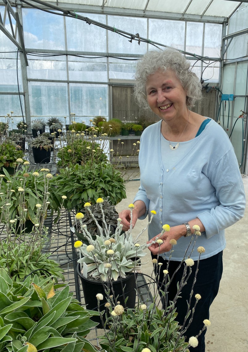 Dr Ilse Breitwieser with Craspedia plants at Manaaki Whenua’s experimental nursery, Lincoln. Image Kim Triegaardt