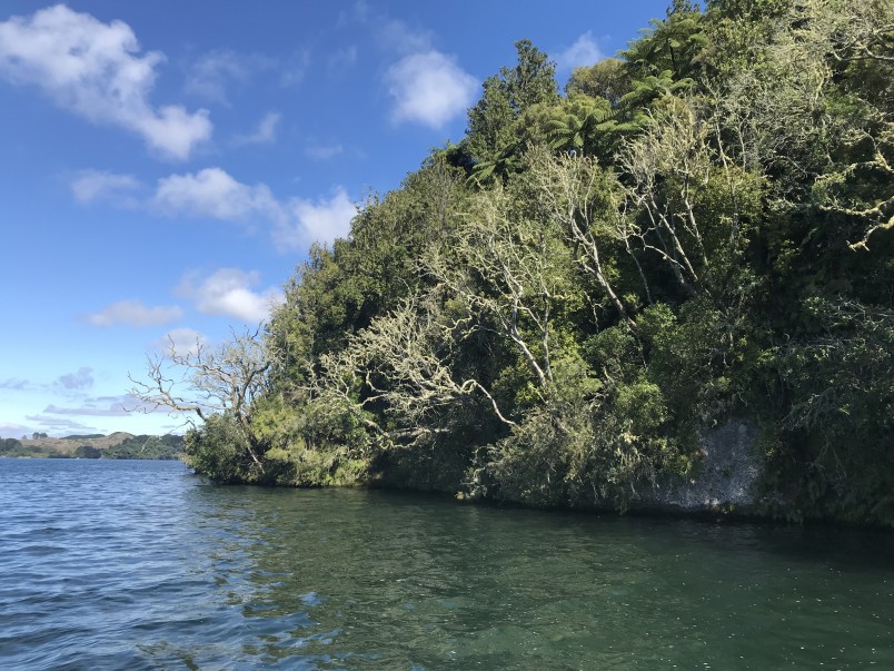 Possum-ravaged trees on the edge of Lake Rotoiti. Image Kate Graeme