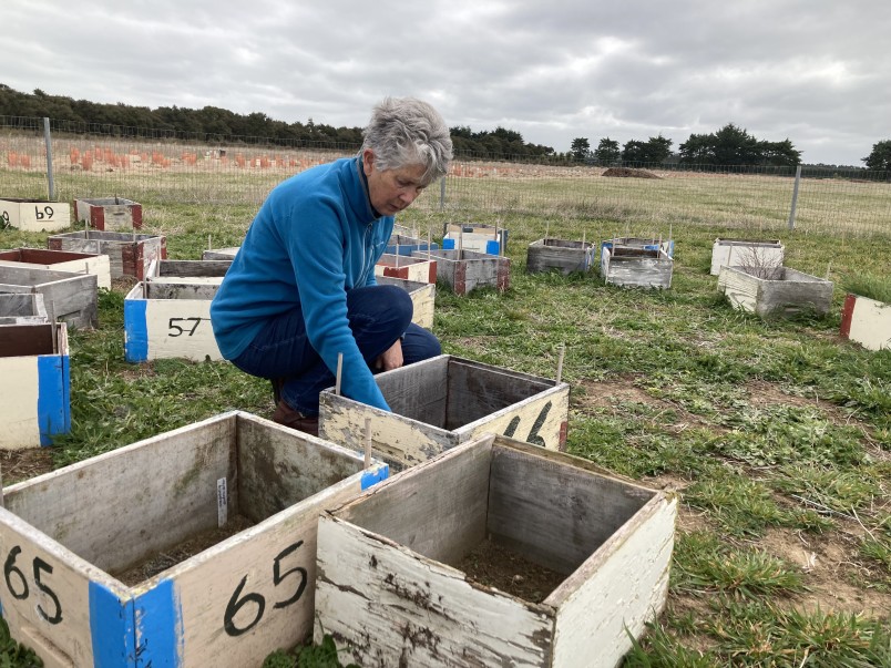 Val Clemens planting out seedlings in a local reserve. Image supplied