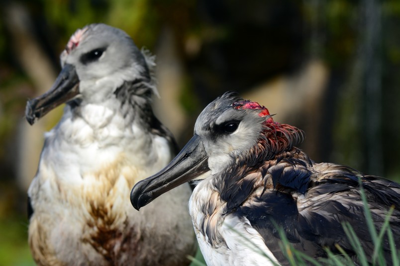 These grey-headed albatross chicks did not survive the gruesome "scalping" inflicted by Marion Island's mice. Image Ben Dilley