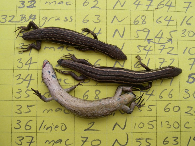 McCann's skinks killed by mice. Image Marieke Lettink