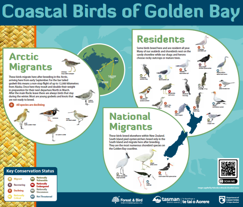 Coastal Birds of Golden Bay. Image supplied