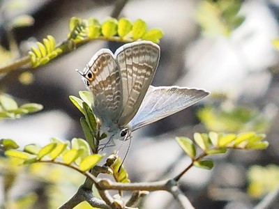 Long-tailed blue butterfly (Lampides boeticus) - photo by Philip Moll