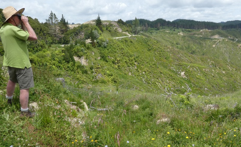 Forest & Bird's Grant Vincent at Pamoa Forest, a former radiata pine forest being regenerated into native forest. Image Barry Foster