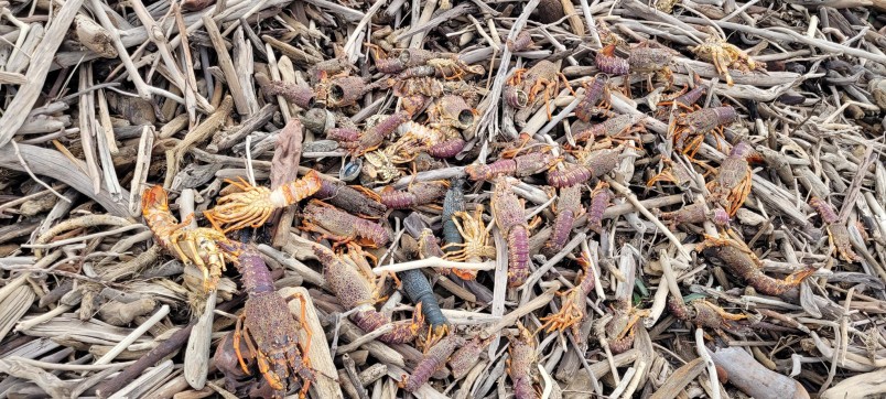 Crayfish and paua washed ashore after the January storm, Ruatoria/Waiapu, north of Gisborne. Image Graeme Atkins