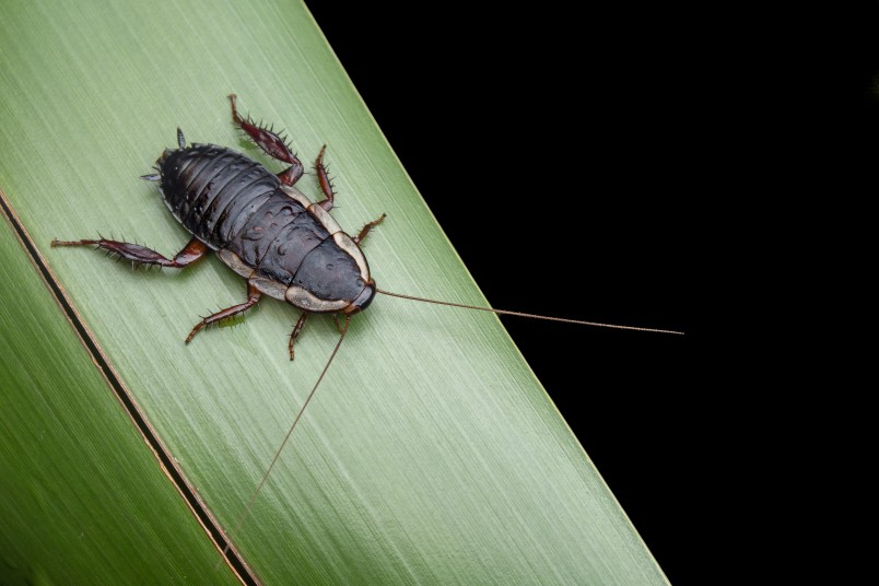 The introduced Gisborne cockroach Drymaplaneta semivitta is harmless and prefers to live outside. Image Bruce McQuillan