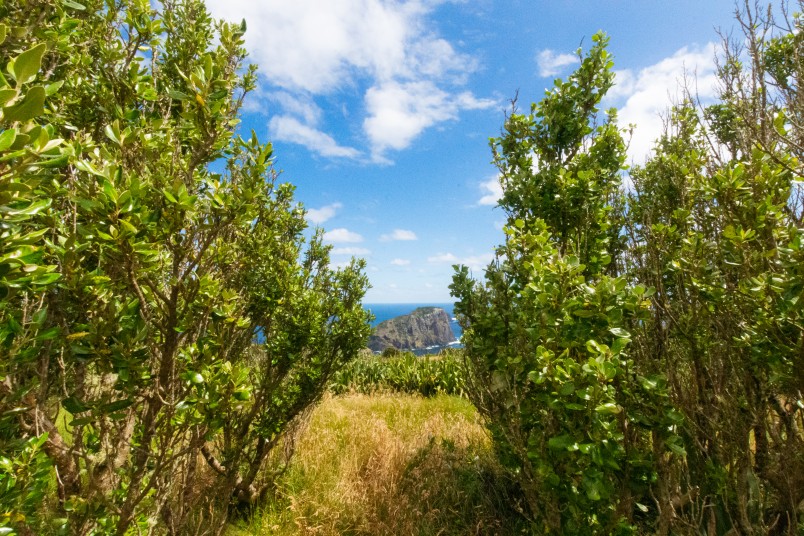 This is how the akeake trees funded by Forest & Bird look today. Image Enzo Rodriguez-Reyes