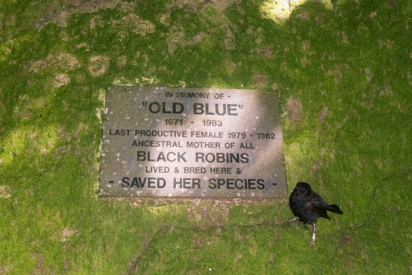 A plaque on Mangere Island commemorates Old Blue's legacy. Image Enzo Rodriguez-Reyes