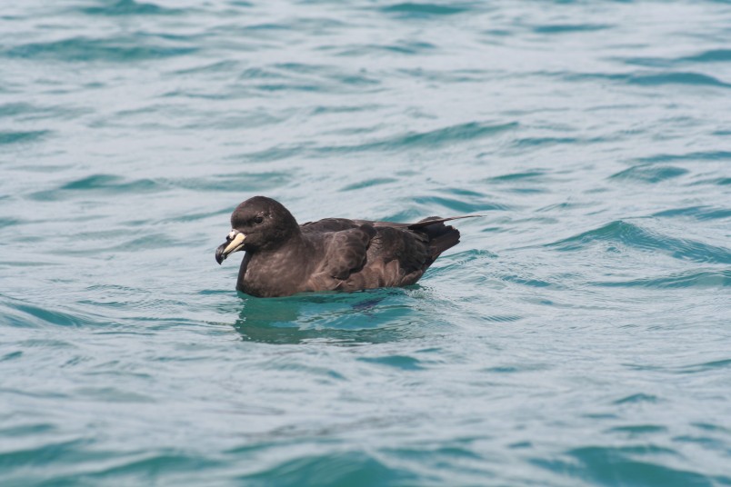 Tāiko westland petrel in the sea