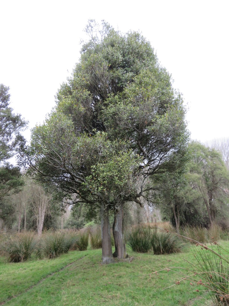 Pōkākā (Elaeocarpus hookerianus) at Arowhenua. Image Ines Stäger 