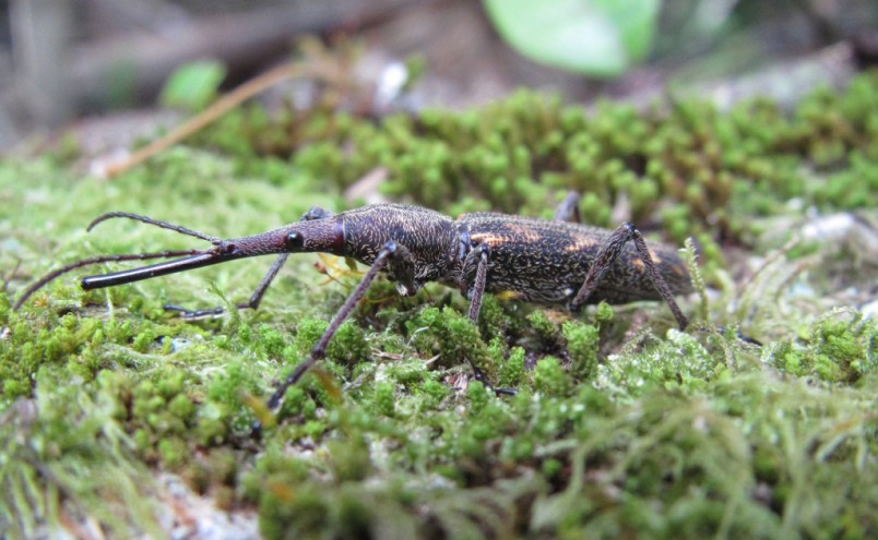 Female Lasiorhynchus barbicornis NZ giraffe weevil. Image Christina Painting