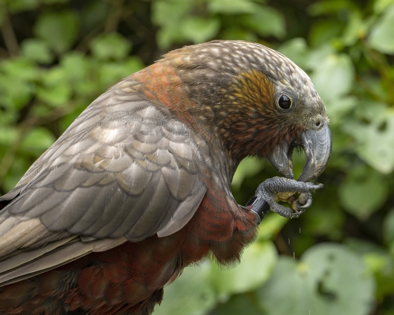 Our kākā are partial to fruit. Image Glenn Turner