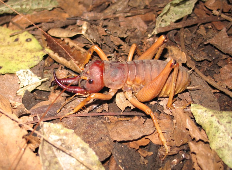 Mercury Islands tusked wētā Motuweta isolate. Image Chris Winks