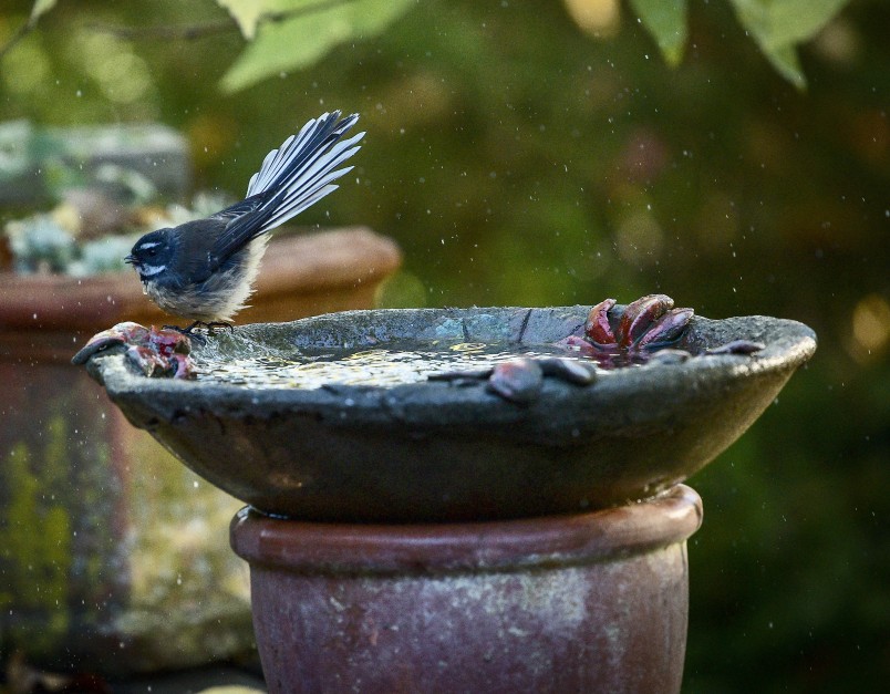 Bathtime for one happy pīwakawaka fantail. Image John Nelson