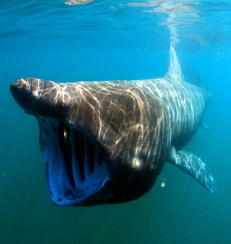 The basking shark Cetorhinus maximus was featured on the show in 2020. Image Greg Skomal
