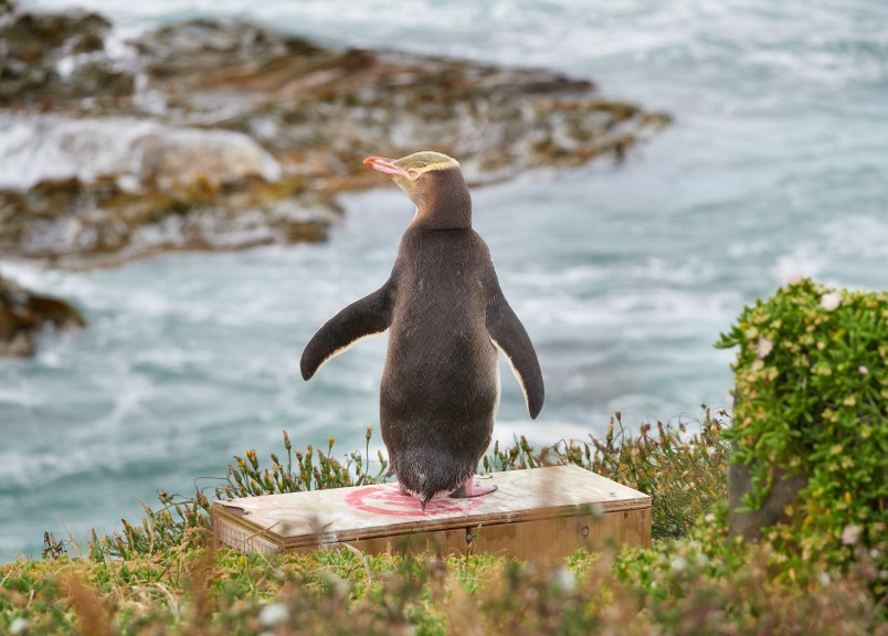 Hoiho standing on predator trap box. Image Jeremy Sanson