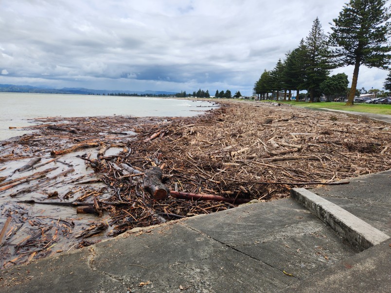 Forestry slash on Gisborne foreshore, in 2023. Image Barry Foster