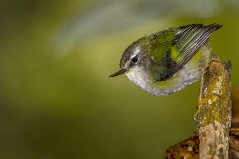 Titipounamu rifleman. Image Glenda Rees