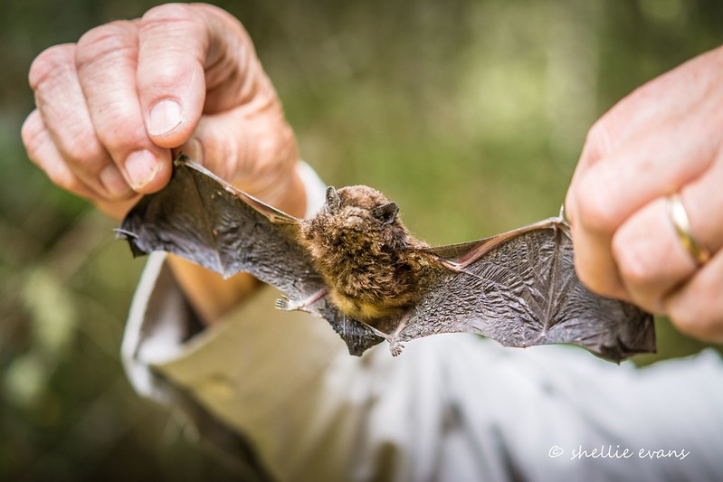 Pekapeka long-tailed bat by Shellie Evans