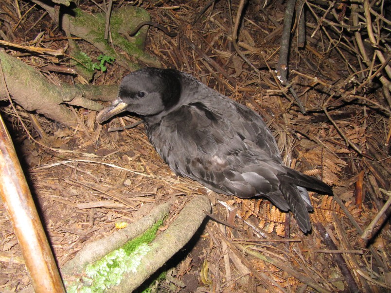 Westland petrel. Image West Coast Penguin Trust